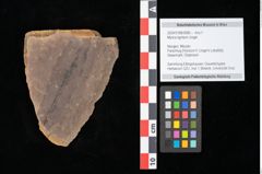 Foto (Objekt + Etikett) von Myrica lignitum Unger (NHMW-GEO-2024-0188-0586)